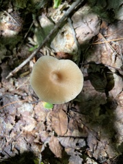 Entoloma strictius