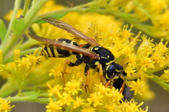 Polistes dominula