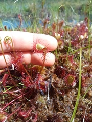 Drosera anglica
