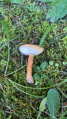 Gyroporus castaneus