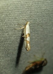 Argyresthia oreasella