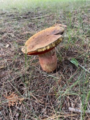 Boletaceae