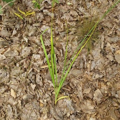 Anthericum ramosum