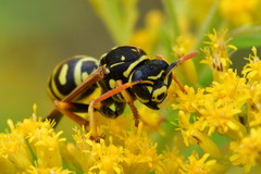 Polistes dominula