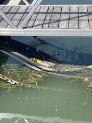 Nerodia sipedon sipedon