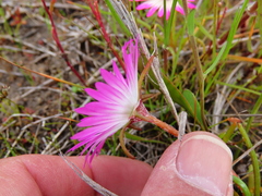 Cleretum bellidiforme