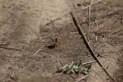 Poecilopompilus interruptus