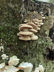 Panellus