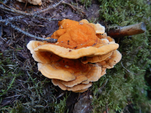 Pycnoporellus fulgens