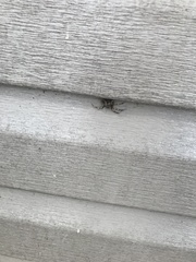 Araneus saevus