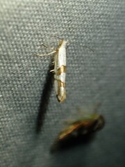 Argyresthia oreasella
