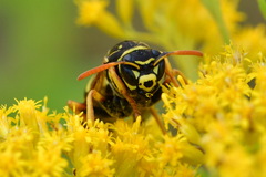 Polistes dominula