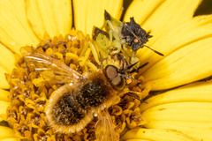 Phymata pennsylvanica