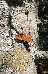 Polygonia faunus