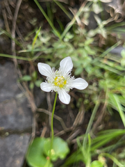 Parnassia fimbriata