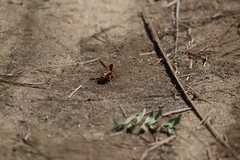 Poecilopompilus interruptus