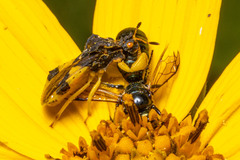 Phymata pennsylvanica