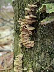 Panellus