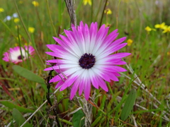 Cleretum bellidiforme