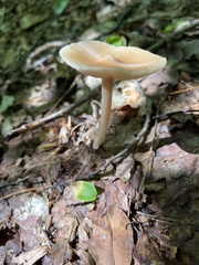 Entoloma strictius
