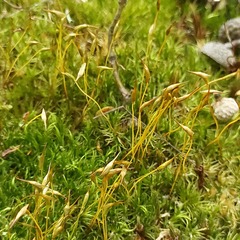 Dicranum polysetum