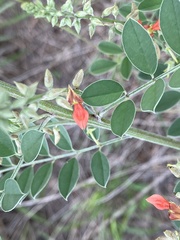 Indigofera lindheimeriana
