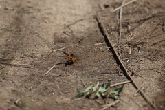 Poecilopompilus interruptus