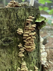 Panellus