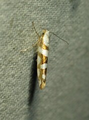 Argyresthia calliphanes