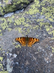Polygonia