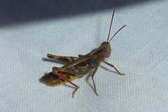 Chorthippus biguttulus