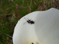 Neoeutrapela