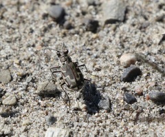 Cicindela repanda