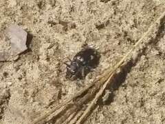 Cicindela scutellaris