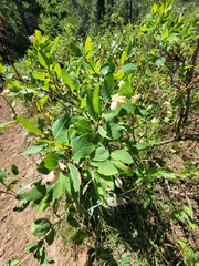 Symphoricarpos rotundifolius