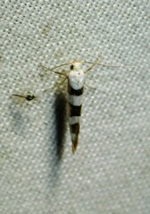 Argyresthia calliphanes