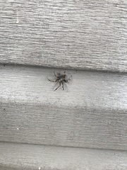 Araneus saevus