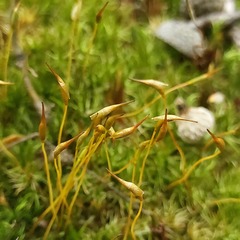 Dicranum polysetum