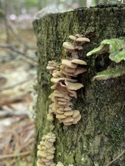 Panellus