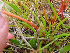 Cleretum bellidiforme