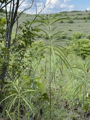 Helianthus maximiliani