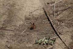 Poecilopompilus interruptus