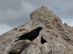 Pyrrhocorax graculus