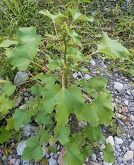 Xanthium orientale