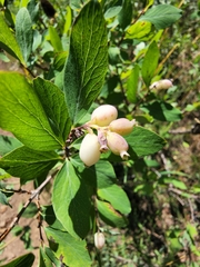 Symphoricarpos rotundifolius