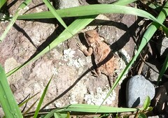 Phrynosoma hernandesi