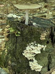 Panellus