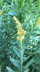 Solidago velutina