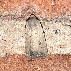 Caradrina montana