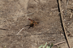 Poecilopompilus interruptus